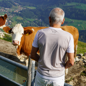 Armailli - Armailli Bredzon Beige - Gruyère Montagne Fribourg Alpes